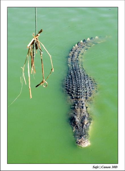 2006 - 08 - Pattaya - Crocodile farm 35